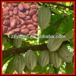 Electric / Gas Cacao Bean Fry Roasting machine