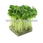 Automatic Hydroponic machine for green fodder with factory price