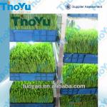 To feed poultry sprouting growing machine