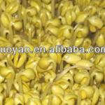 High Efficiency Hydroponic Wheat Sprout Machine