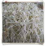 HL Automatic bean sprout growing machine/008615890640761
