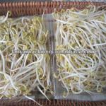 high performance and output Bean roots process equipment/soybean sprouts machine