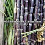 Electric Sugar Cane Juicer For Sale