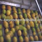 complete set of mango processing line-