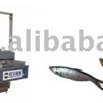 frying process line for fish