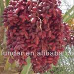 Dates Molasses Production Line/Making Machine-