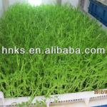 Animal fodder sprouting machine/grass growing machine for animal 008615238020698