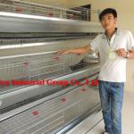Battery cage for Nigerian poultry farm ( welcome to talk with our local agents )