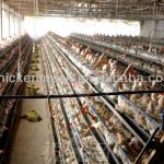 4 tier A type poutry cage for chicken farm