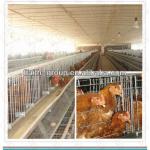 2013 poultry house chicken layer cage with low cost