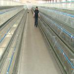 hot sale H type used poultry battery cages for sale-