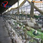 Breeding Pigeon Cage