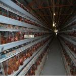 high density chicken rearing box poultry cages