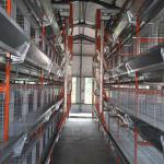 Hot Galvanized Automatic Chicken Cage for growing broilers and pullets