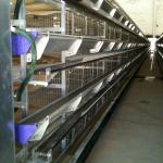 Modern coop for chicken/layer cage/poultry chicken cage