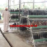 TAIYU layer chicken farm poultry equipment