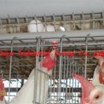 Professional Factory chicken cages layer ( air controling equipment )