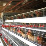 full galvanized used poultry battery cages ( Taiyu Brand welcome to visit our abroad farm))