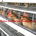 Your Professional Layer Cage System manufacturer ( Enclosed our own design and farm project) )