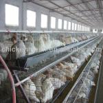 high quality poultry farming equipment on sale