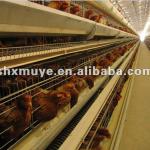 automatic poultry equipment ,professional egg chicken cage