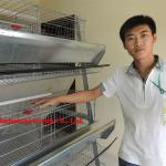 Taiyu layer poultry chicken cage (full poultry equipment and own oversea agent)