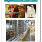 H type automatic chicken cage design with good quality