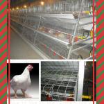 A type automatic chicken cages 008613938486709