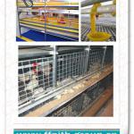 H type automatic chicken cage design 008613938486709
