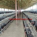 Battery Cages Laying Hens ( agent in Algeria)
