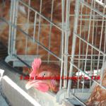 TAIYU Super Anti-corrosive Chicken Layer Battery Cages ( welcome to visit our abroad farm sample )