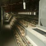 China leading factory Quail Farming Equipment for Africa sale