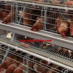 Taiyu layer battery cage with automatic egg collection system