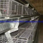 Advanced full automatic layer poultry farming equipment