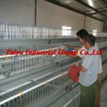 Your Professional poultry farm layer cage manufacturer ( Enclosed our own design and farm project) )