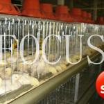automatic complete layer feeding system for chicken farming house