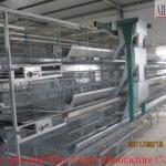 Battery cages laying hens sell in Algeria