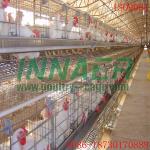 Best Sale for Innaer Chicken Battery for Egg with Auto Machine