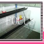 cage feeding system for layer farming house