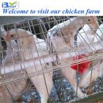 Good quality BT factory A-160 type layer poultry cages for kenya farms(Welcome to vist my factory)