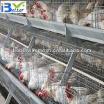 Hot-Sale BT factory A-128 west africa type chicken layer(Welcome to Visit my factory)
