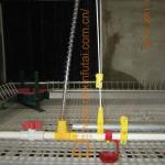 Qingdao automatic poultry watering system for chickens