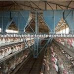 poultry feeding system