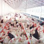 Chicken equipment for poultry farm house ( Feeding system)