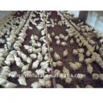 Automatic chain feeding system poultry equipment for breeders
