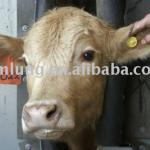 Cow Ear Tag RFID Animal