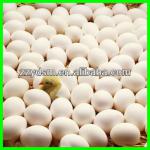 competitive price egg incubator for chicken ,duck ,goose ,pigeon etc.