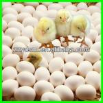 automatic chick egg hatch machine (high quality)