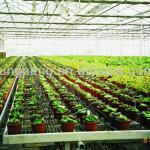 Automatic Dripping Irrigation System for Greenhouse