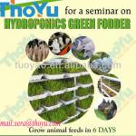 Thoyu brand Hydroponics Green Fodder